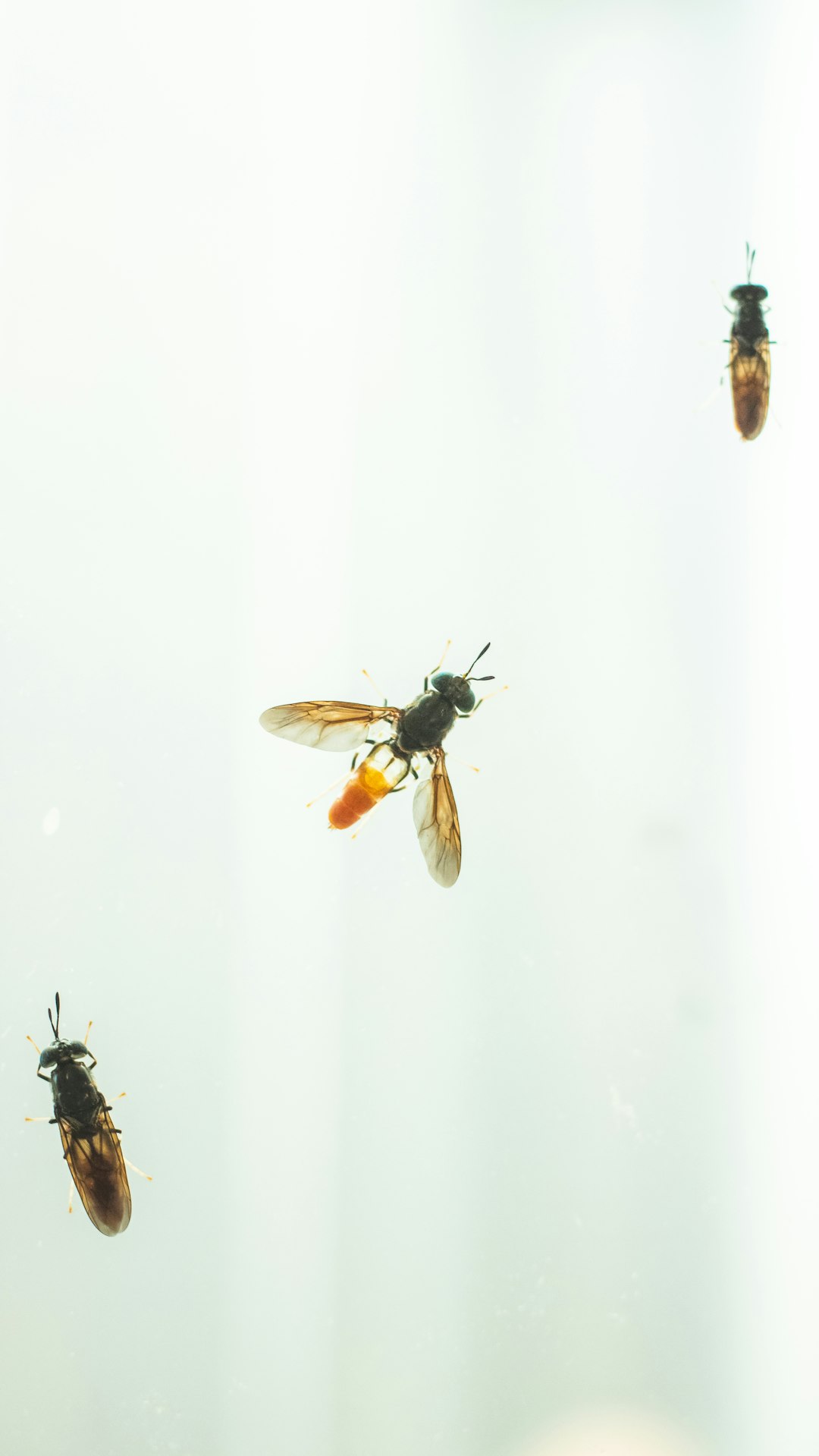 A group of flies flying through the air