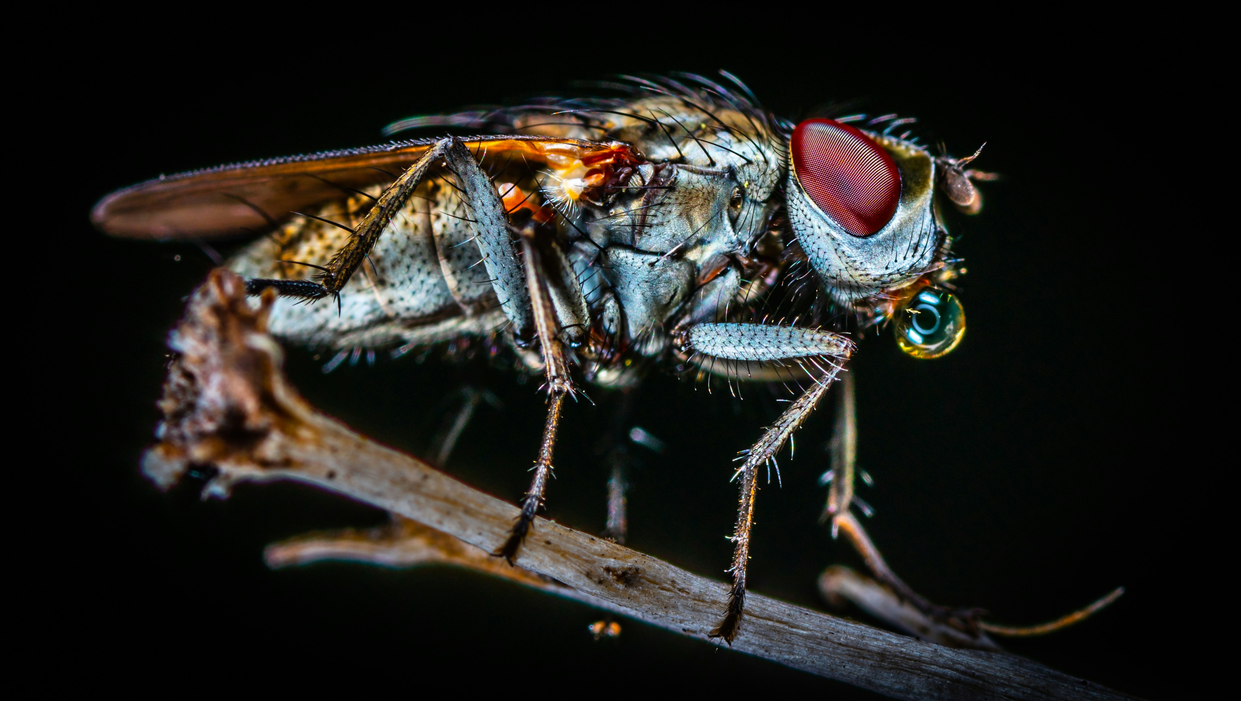 🎯 Conclusion: Your Ultimate Fruit Fly Defense Strategy by Fruit Fly Traps closeup photo of fly
