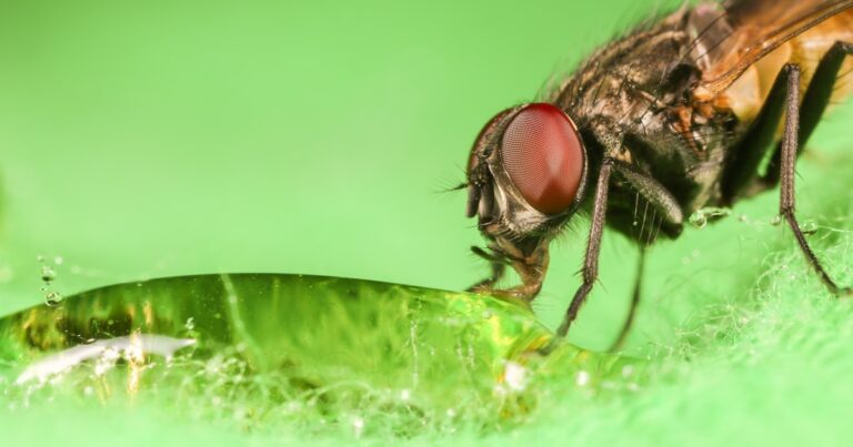 Featured image for Can Fruit Flies Lay Eggs in Sinks and Drains 10 Ways to Stop Them 2025