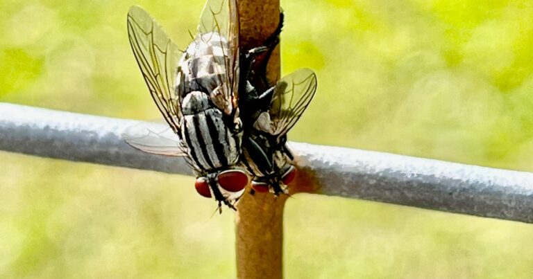 Featured image for What Is the Fastest Way to Get Rid of Fruit Flies 2025