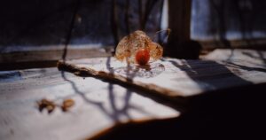 Featured image for What Smell Do Fruit Flies Hate 9 Scents That Keep Them Away