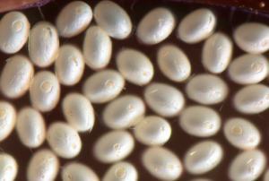 Featured image for Fruit Fly Eggs Exposed 12 Secrets Every Homeowner Must Know 2026